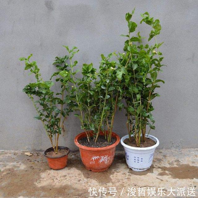 茉莉花盆|养茉莉花,盆里放几粒“小东西”,花儿怒放、芳香,一年开花不断