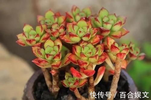 5种直立性很强的多肉,轻松养出精致漂亮的直立桩,别有一番韵味