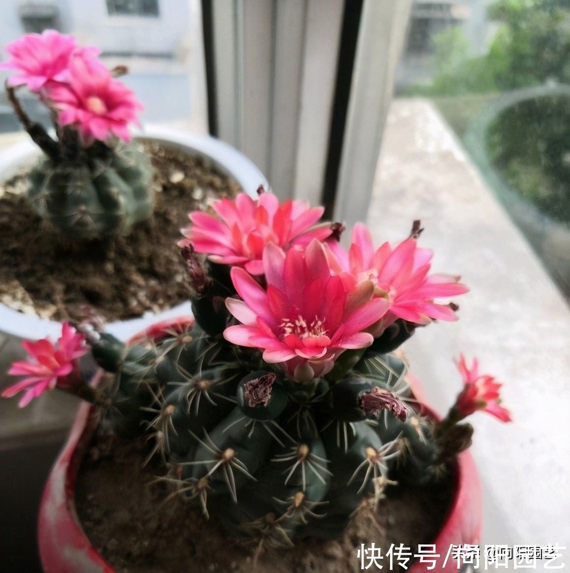 夏天|养仙人球，就养“绯花玉”，每年夏天都开花，一次能开十几朵