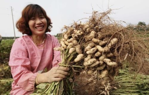 胆囊切除|花生被称为“长生果”,医生:4种人最好别吃,否成“催命符”!