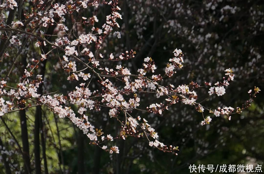 老年|双流这些“网红公路”火遍朋友圈！随手一拍就是大片