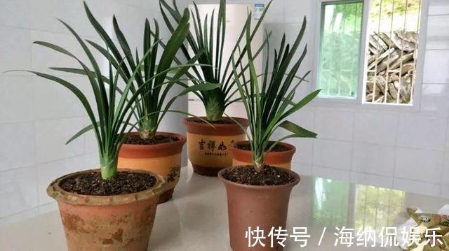 叶片|九月开始养君子兰,选对土壤再换盆,用1种肥,养成“大白菜”