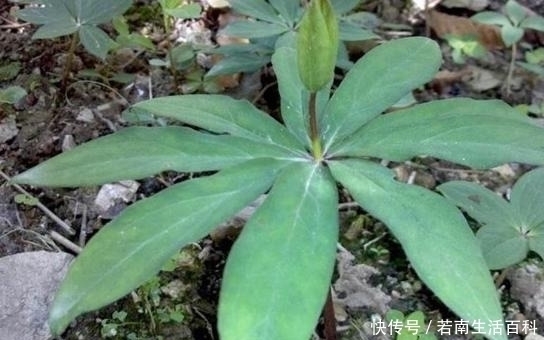 野外碰到就挖出来药草专家表示如今价格珍贵,740元一公斤