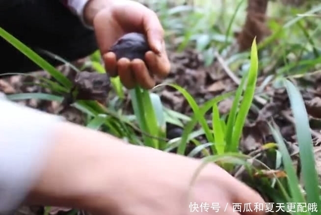 掉了满地都是的黑果子，原来可以榨出油来，一斤还能卖几十块！