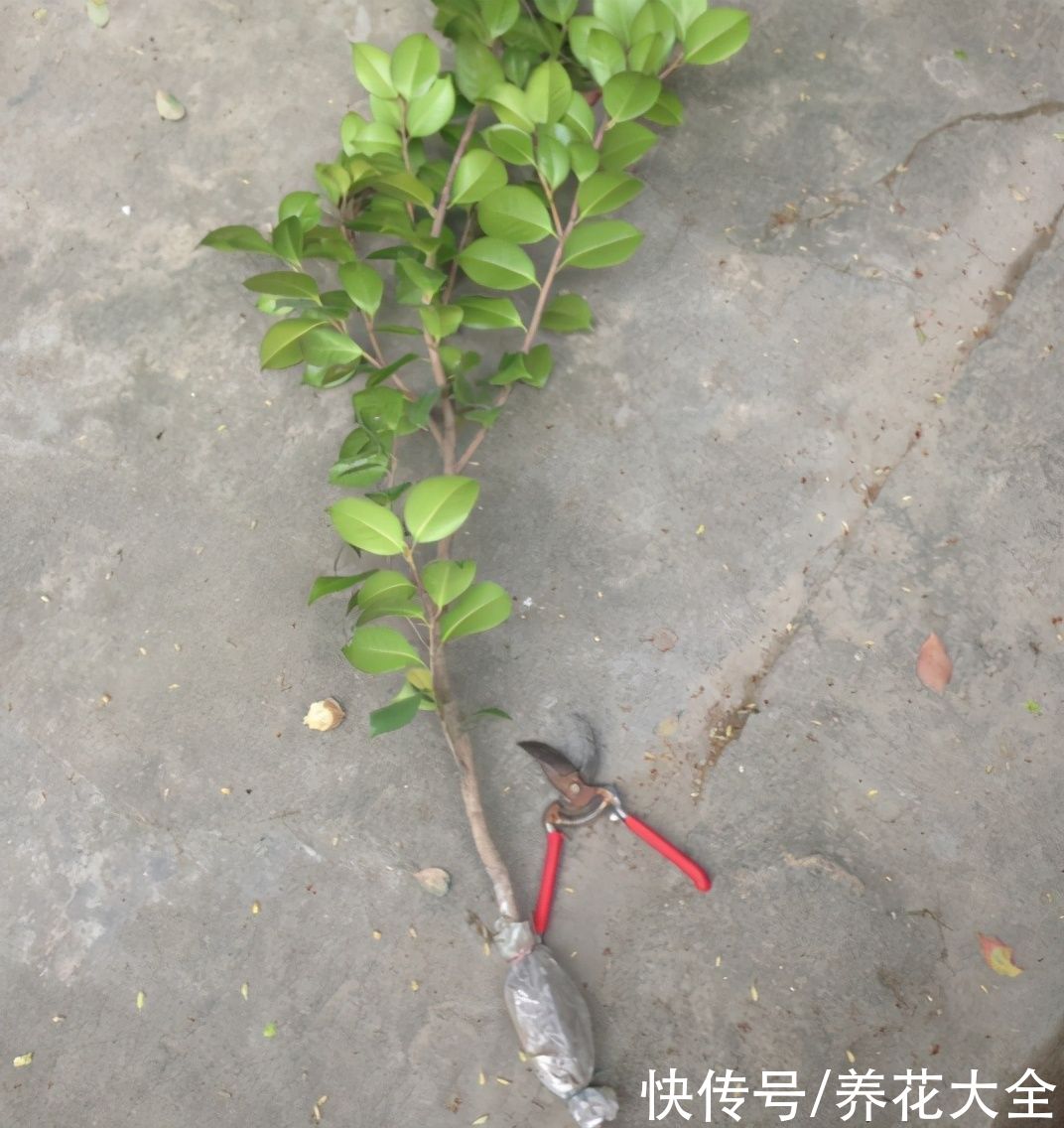 大粗杆子扦插，泥巴一裹就生根，秒变老桩大户