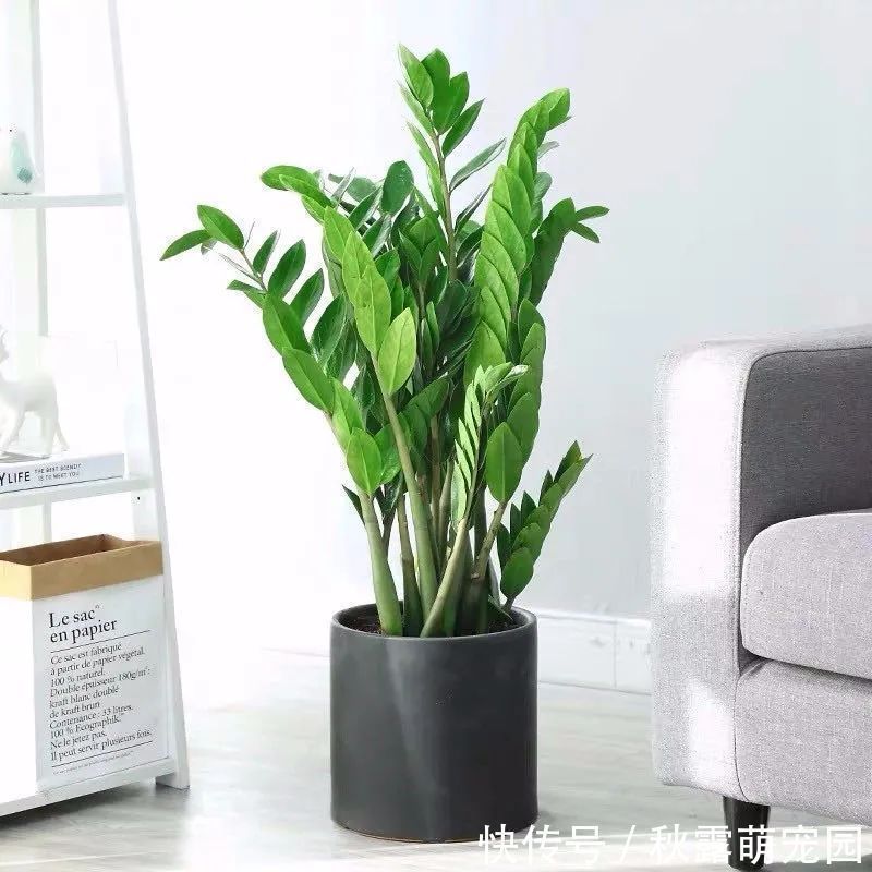 植物|八种命里带“钱”的植物,家里养一盆,招财又旺运,你家养了几种