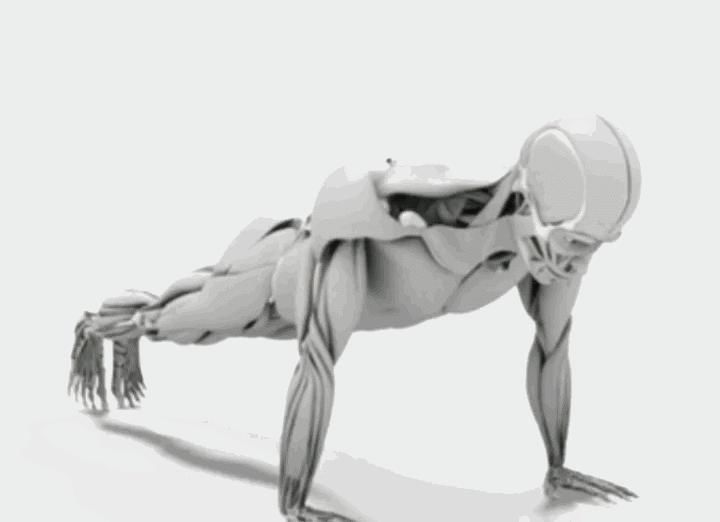 肌群|不去健身房,怎么练出一身肌肉附一周4练健身动图