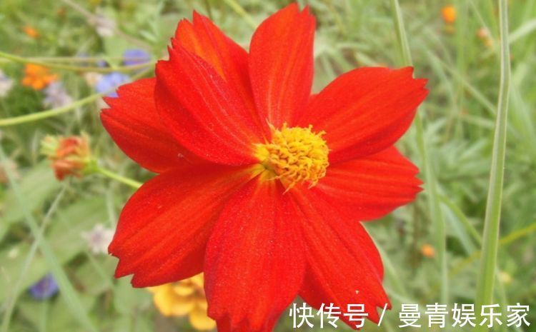 喜欢菊花，不如养盆“菊中稀品”硫华菊，花开野性美，爆成菊花海