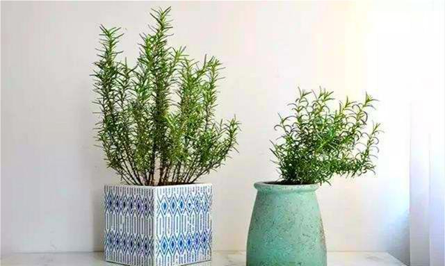 招虫|养花招虫，养盆这种花，漂亮好养还驱虫