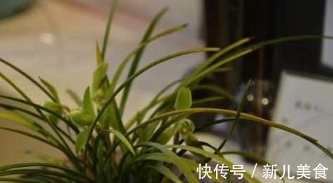 兰花总是烂根不开花,其实跟花盆有很大的关系,新手涨姿势了