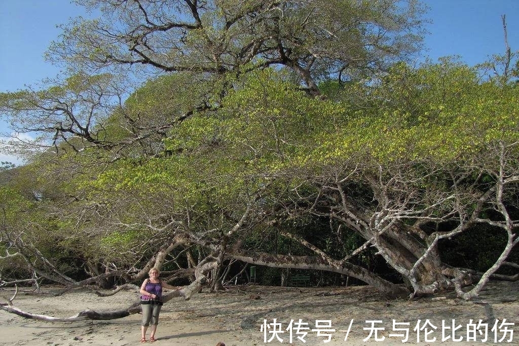 桉树|毒番石榴树有多毒，摸都摸不得，在树下躲雨都能中毒