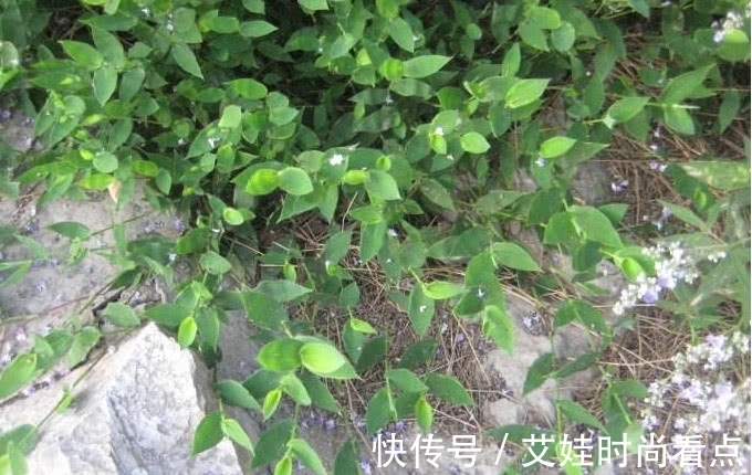 皇室|野外一种长得像竹叶的野草,曾是皇室用品,人称“帝王之草”