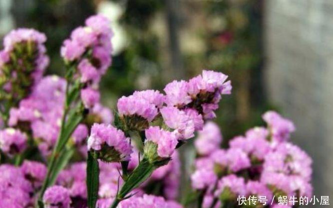 4款艳美的花卉，花大色艳花期长，惊艳如花球，超美的