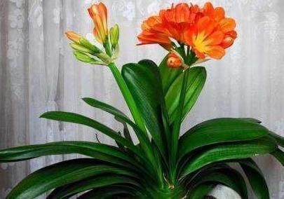 马儿|5种常见的盆栽,家里种植尽量少浇水,不然养的不尽人意