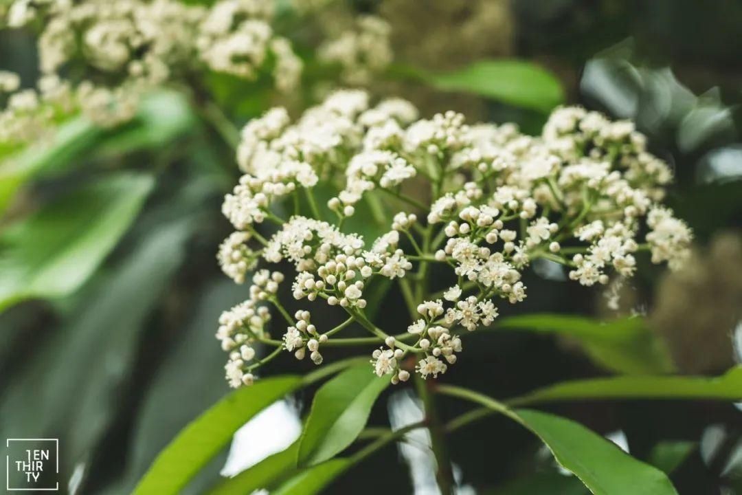 天呐！十堰街头飘出“不可描述”的气味，竟然是......