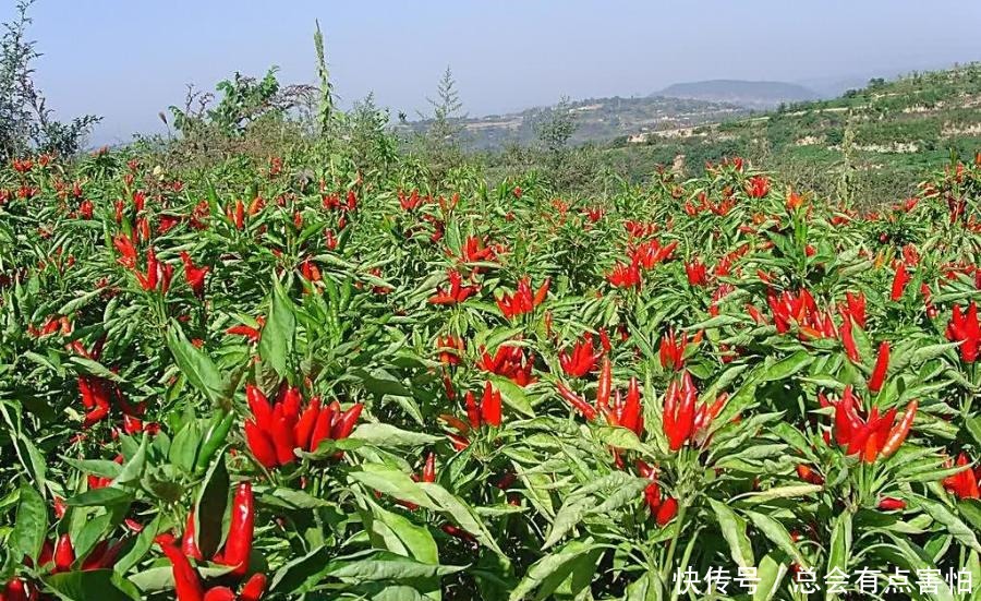 特别喜欢吃|六个最能吃辣的省份,第一是当仁不让,最后一个让人意想不到!