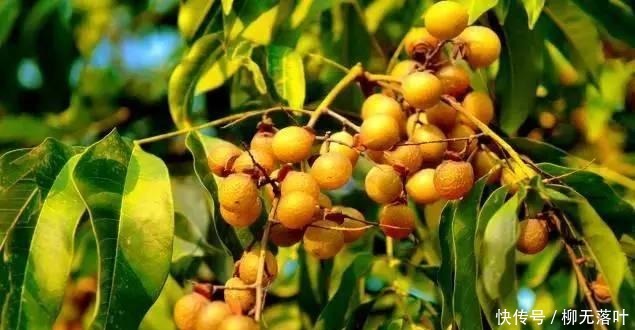 农村一种果实,被称为“天然洗涤剂”,洗脸、手、头、碗等皆可用