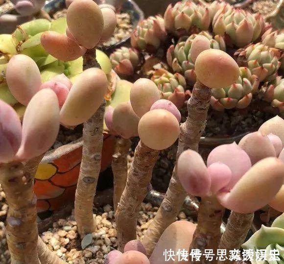 10米长的绿萝,阳台放不下了,看看他是怎么养的吧