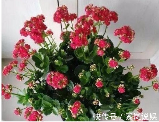 养长寿花喂个“它”，小花苞钻个不停，40天呼呼就爆盆了