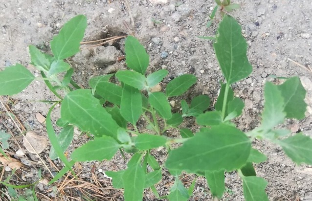 野菜|春天挖野菜，送你56种野菜大图片，带你见识不同的野菜和吃法