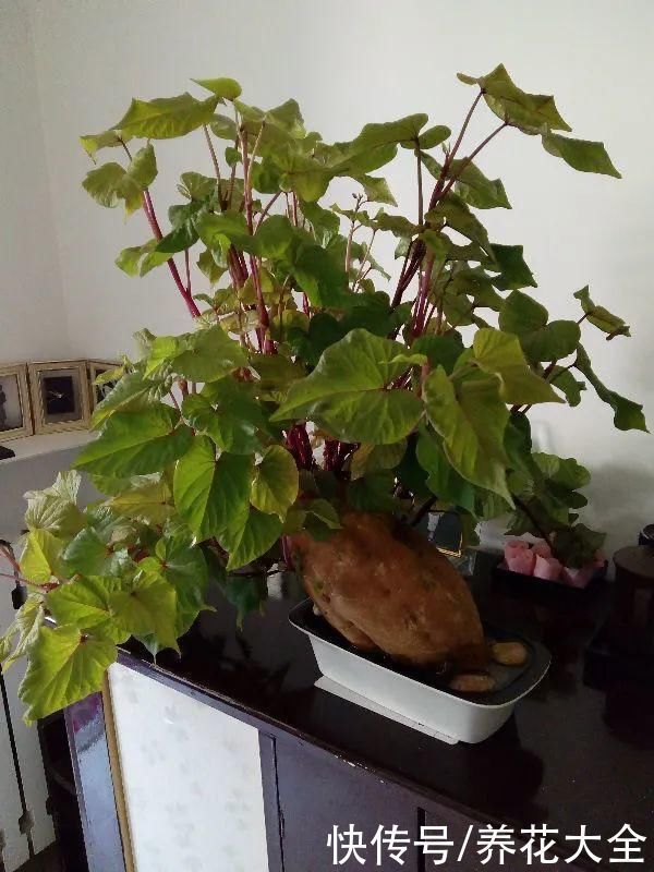 人参萝卜开花了,我种的花,都是这么奇奇怪怪