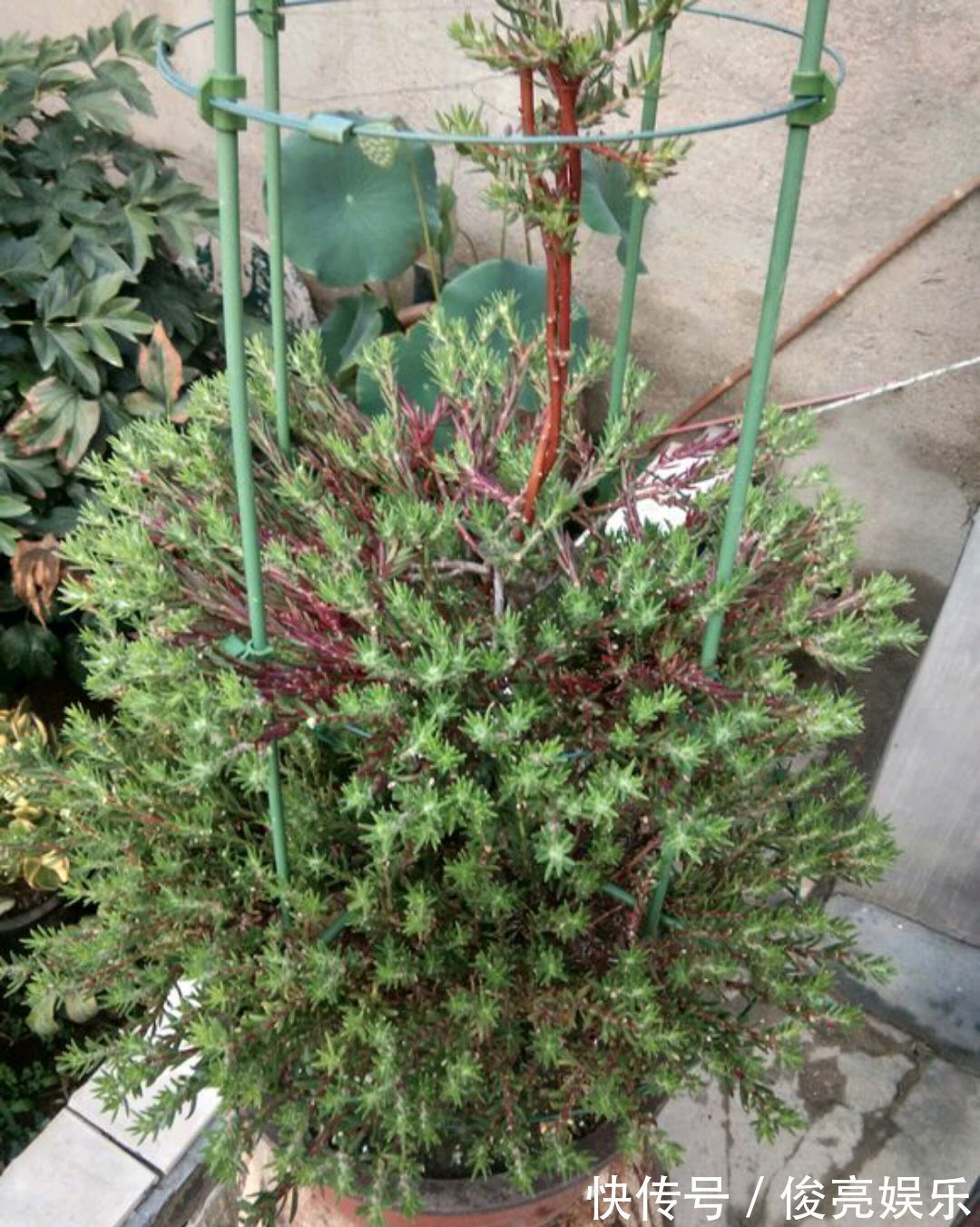 太阳花还是草花吗大神居然把太阳花养成了花树,开花爆盆成花塔