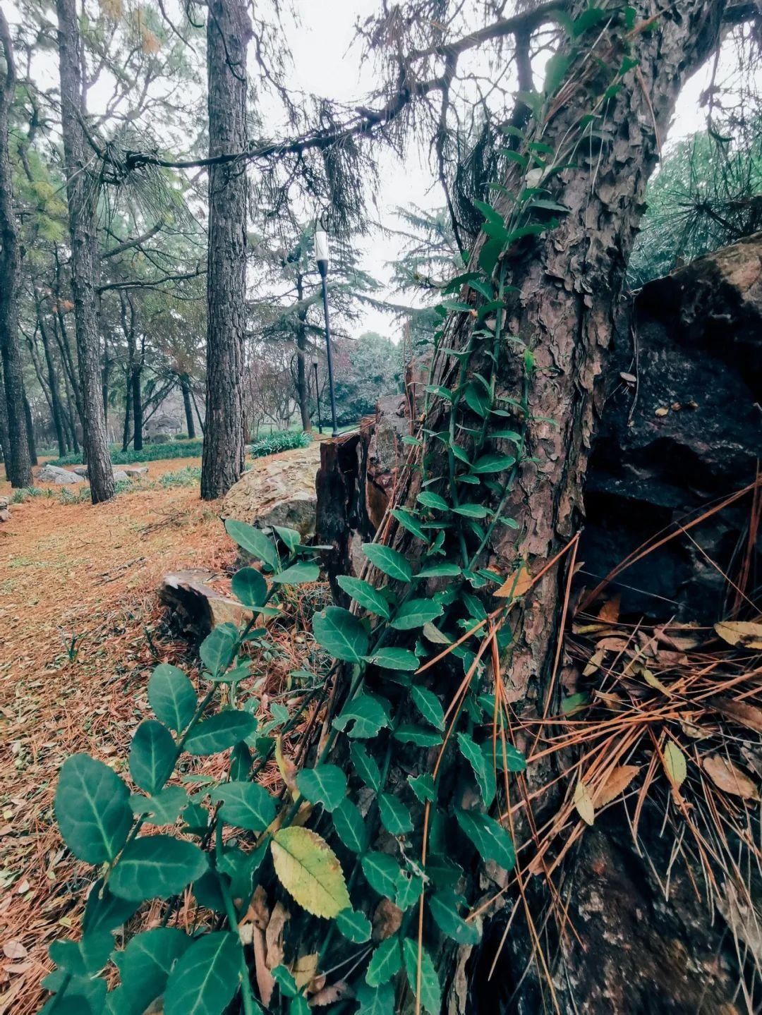 冬天的植物园，才不是你想的那样！