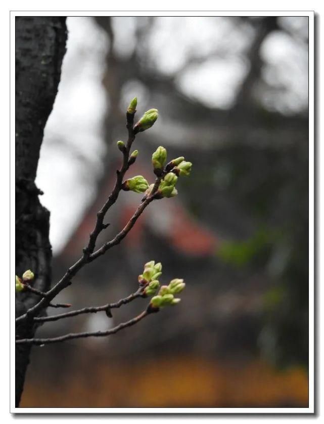 中年|三月的第一天，鸡鸣寺樱花树“悄悄的开了”！