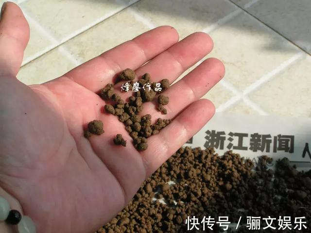 土土质|竹林下的1种土,是养花“极品土”,掺在盆里,啥花都能长得旺!