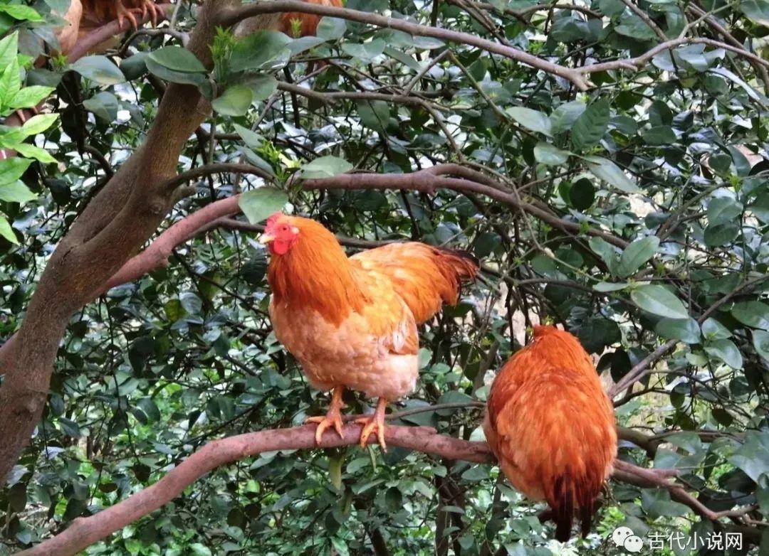徐有富|徐有富 胡小石讲《羌村三首》