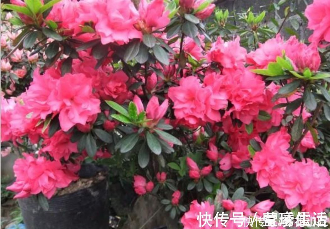 黄化病|3种喜酸性的花,容易出现黄叶子,要勤浇“酸水”