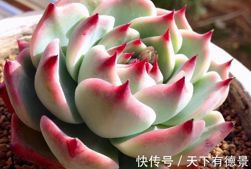 多肉|炎热的夏季养殖多肉吉娃娃,呵护好这几点,莲花头漂亮极了