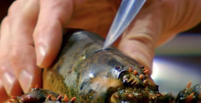米其林|米其林大厨戈登拉姆齐，完美无痛拆龙虾肉，只需7步骤轻松上手