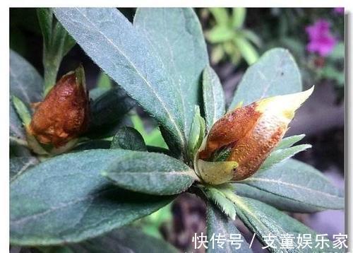 漂亮花|3种漂亮花,再“喜欢”也别贸然买,太难养,一般人根本养不活