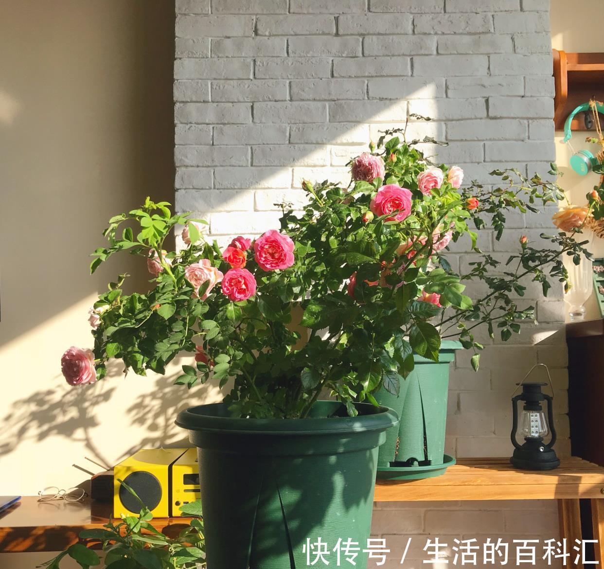 花友|阳台盆栽新宠,花朵美又香,丰花勤花,冬天也有花看