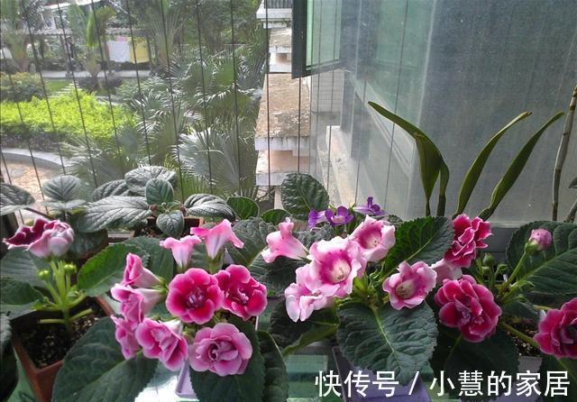 复合肥|公认的“12种耐阴花”,有点散光就能长,花叶俱美有格调