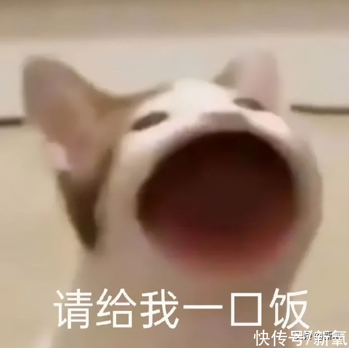 卡餐|薇娅李佳琦集体翻车!减肥餐有一个算一个全是智商税?