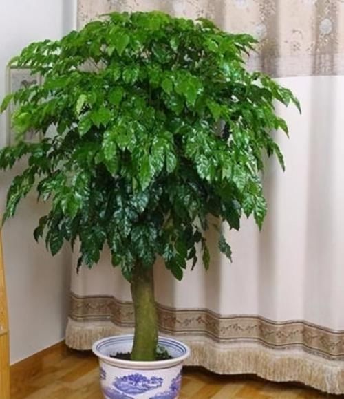 3种花最适合养家里,人养花,花也养人,空气清香,家家必备