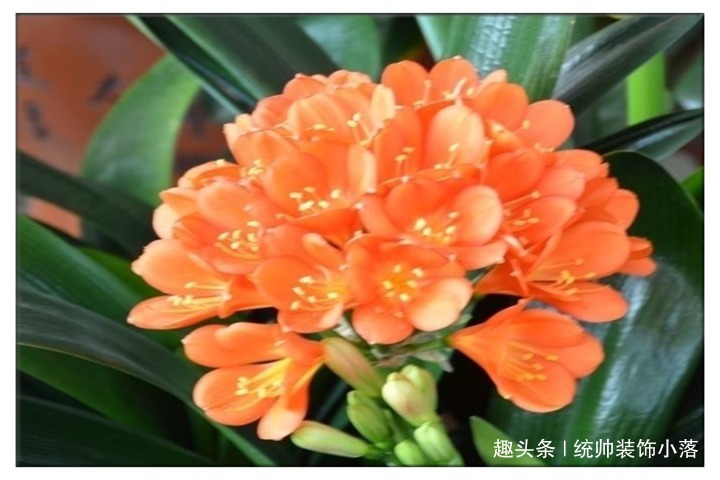 夏天不要用啤酒擦君子兰了，用它才靠谱，叶片油绿又整齐