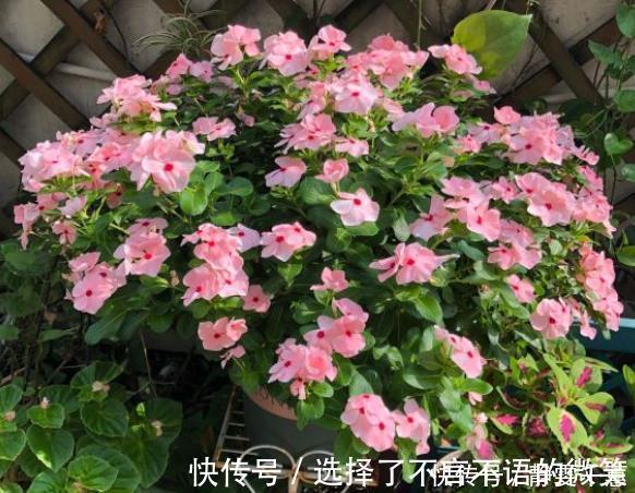 石竹花|7种“省心花”,耐阴、耐旱,不招虫、生病少,还特爱开花