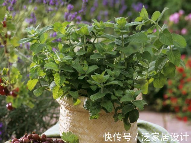 化妆品|几块钱一盆的薄荷,竟然有这五大好处,难怪老中医喜欢养