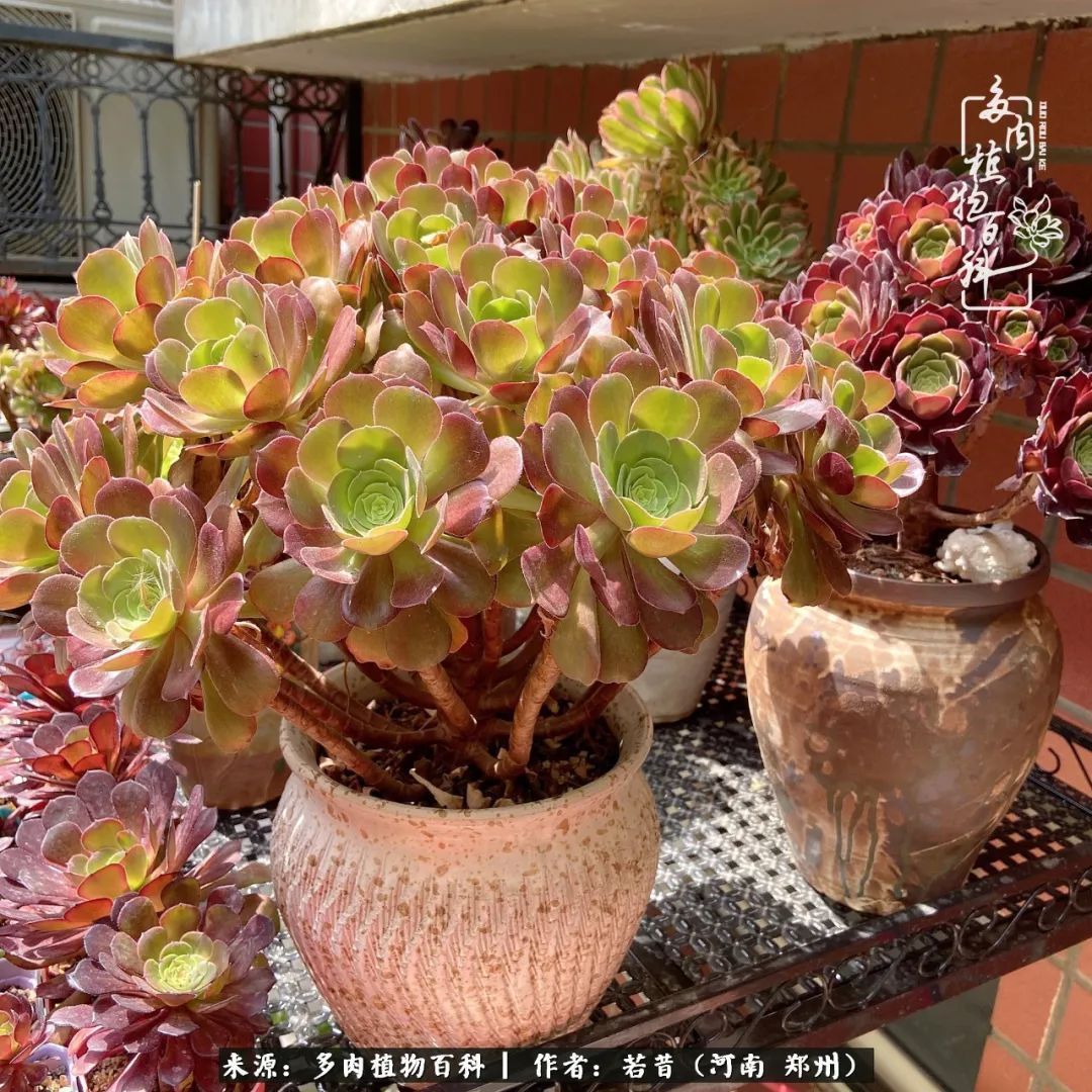 迷你小院儿,种满多肉、花草和蔬果,沉醉在自己的世外桃源!