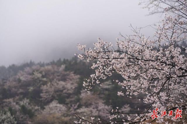 遮天蔽日的山樱花｜图集