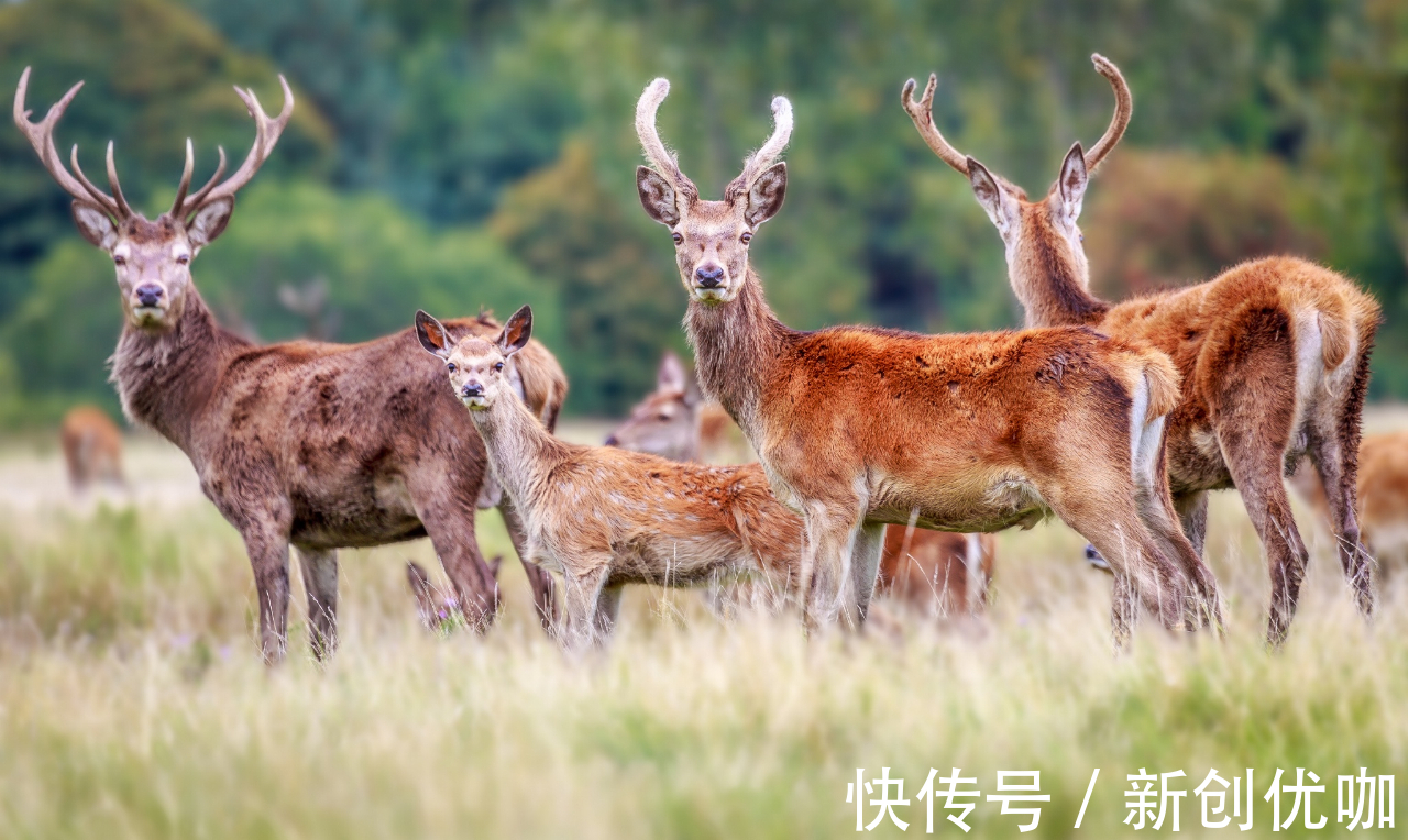 桃运|11月24号起，3星座桃运加持，良缘随身，爱情大好，幸福在即