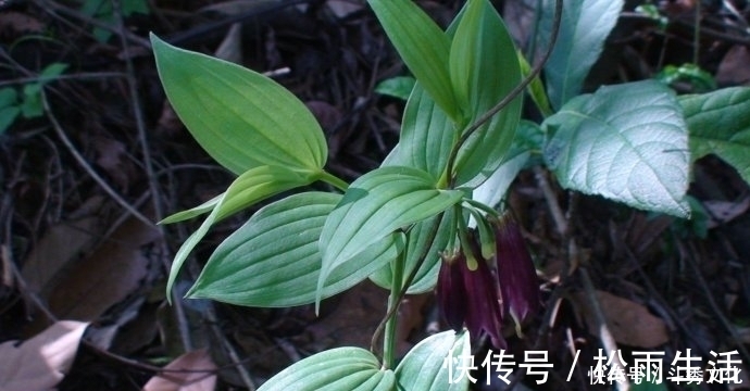 草根|十个人九个腰疼,此草根冲酒服,腰不疼了,腿不酸了,早知早健康