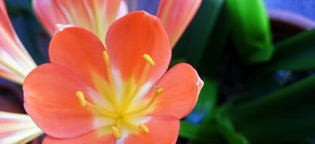 钱大爷养“君子兰”，只用一种养花“土”，原因便宜还特肥沃