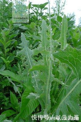 若是在荒地里见到此野草，不要犹豫采摘回家，晒干后价值很珍贵