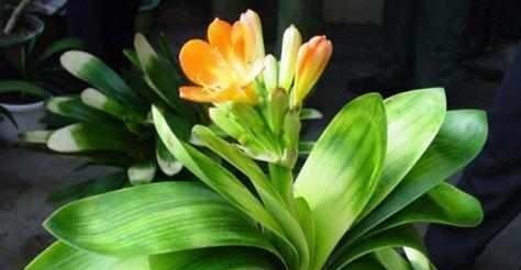 花匠严肃的说, 给君子兰这样洗个澡, 花苞蹭蹭长, 1年开花好几次！