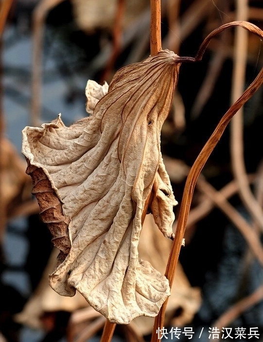 荷叶$“留得枯荷听雨声”——解读古诗词中秋天的意象,枯荷的美