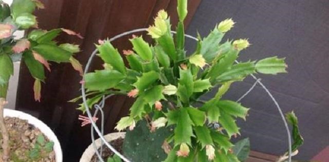 蟹爪兰长得慢不开花,1种“营养水”能派上大用场,浇完长势变旺